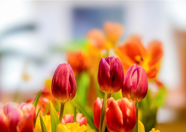 SchleyBo_LS240502_Tulpen Frühling ©andre@AdobeStock_321693813.jpg