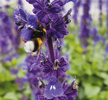 Insektenfreundliche Stauden und Pflanzen