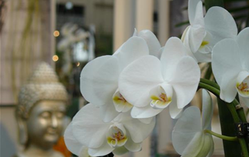 ZIMMERPFL_ORCHIDEE_BUDDHA.JPG