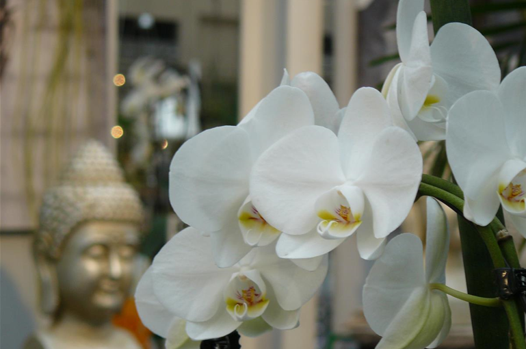 ZIMMERPFL_ORCHIDEE_BUDDHA.JPG