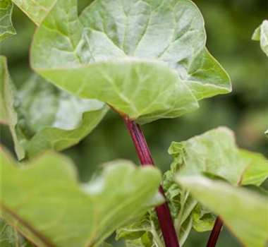 Gemüse-, Kräuter- und Obstgarten im Oktober